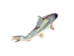 AYER BELLY GUTTED WHOLE 4 kg and up